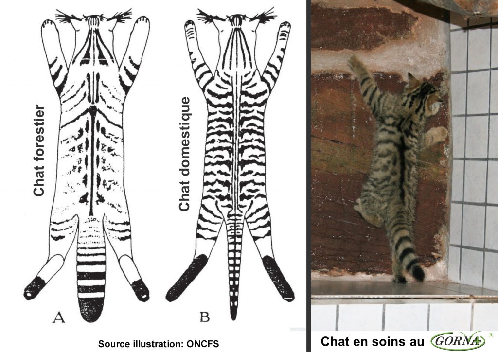 Chat Sauvage Ou Domestique Gorna Chat Sauvage Ou Domestique Gorna