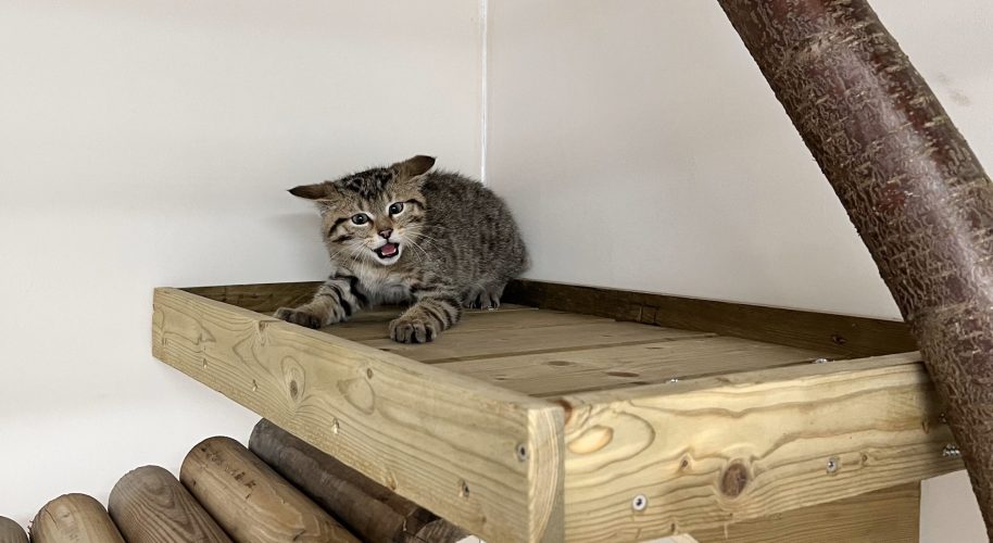 Chat forestier 5
