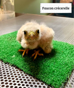 Faucon crécerelle