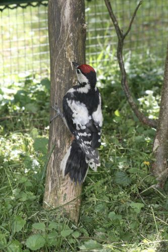 image_123650291 (4)