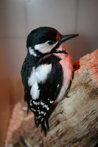image_123650291 (8)