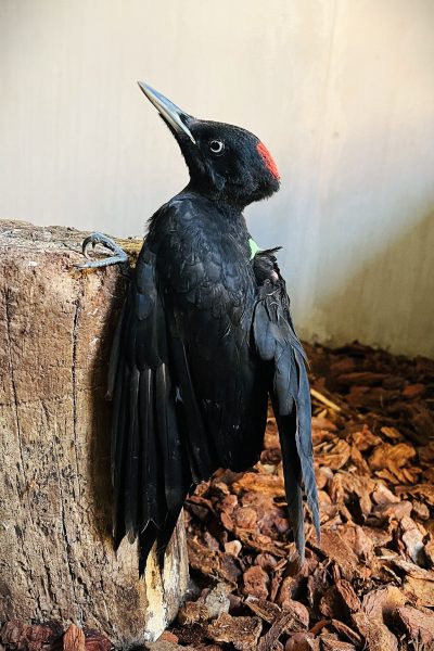 image_123650291