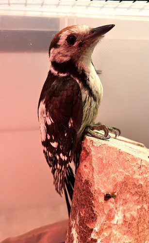 image_50441729